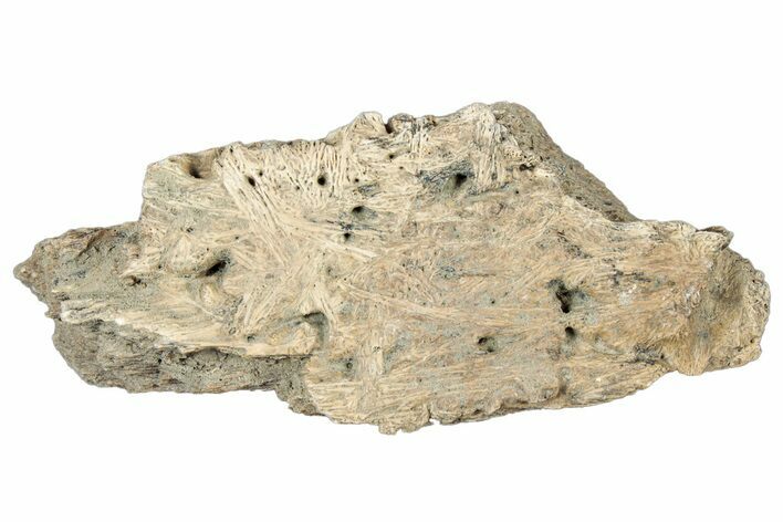 Dinosaur (Triceratops) Frill Shield Section - Montana #323845